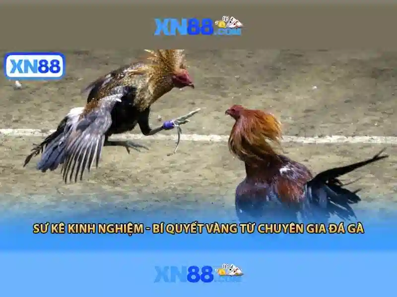Nền tảng và trải nghiệm người dùng