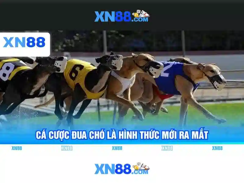 xn88: Tổng quan và Nhận định