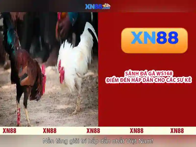 Giới thiệu xn88 và các khía cạnh chính