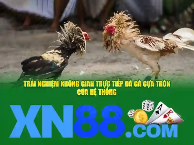 XN88 – Đánh giá và hướng dẫn sử dụng